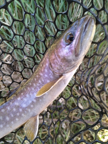 アメマスの釣果