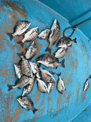 クロダイの釣果