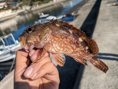 アラカブの釣果