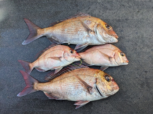 マダイの釣果