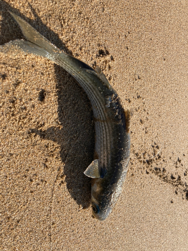 ボラの釣果