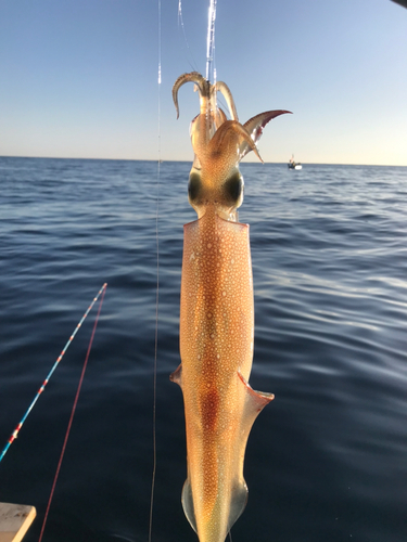 ヤリイカの釣果