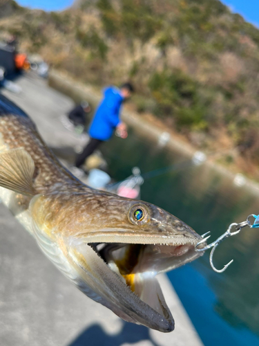 エソの釣果