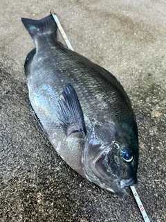 メジナの釣果