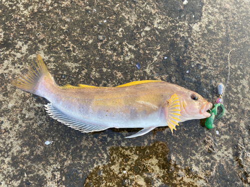 アイナメの釣果