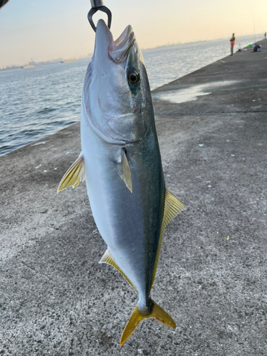 ワラサの釣果