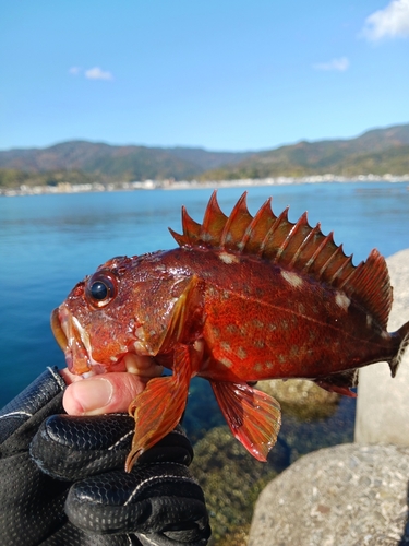 カサゴの釣果