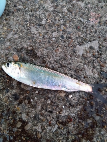 カタボシイワシの釣果