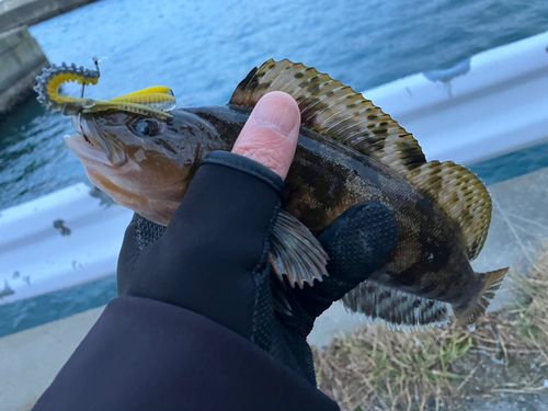 アイナメの釣果