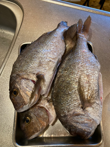 タイの釣果