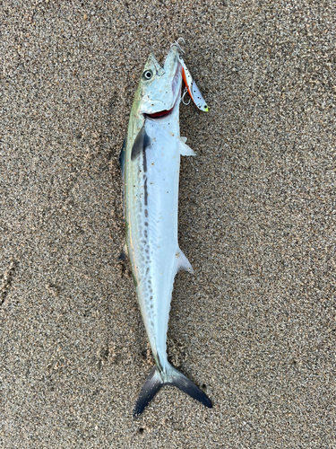 サゴシの釣果