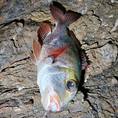 ヨコシマクロダイの釣果