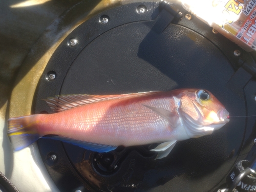 アカアマダイの釣果