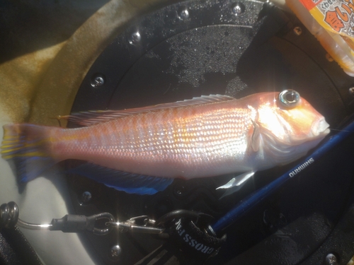 アカアマダイの釣果