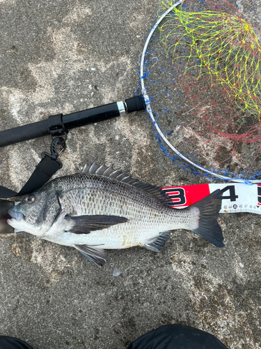 クロダイの釣果