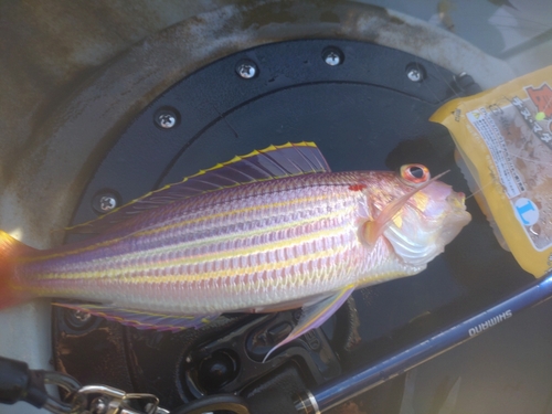 イトヨリダイの釣果