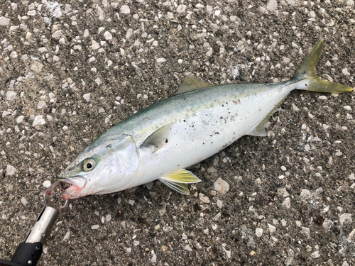 イナダの釣果