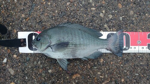 メジナの釣果