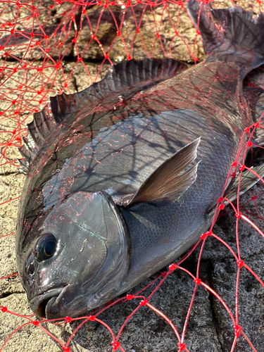 メジナの釣果