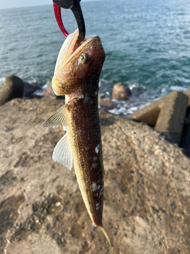 エソの釣果