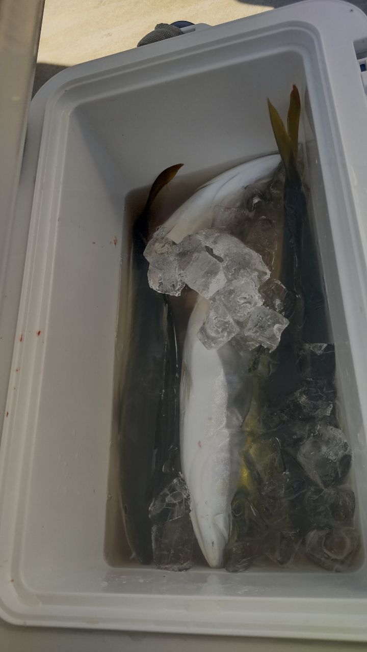 kool01_jpさんの釣果 2枚目の画像