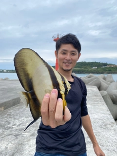 ナンヨウツバメウオの釣果