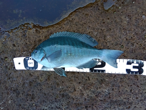 クチブトグレの釣果