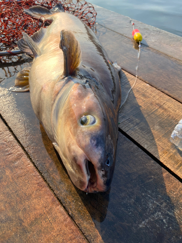 ナマズの釣果