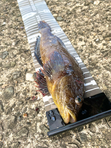 クジメの釣果