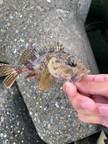 ガシラの釣果