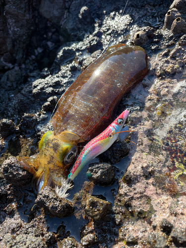 アオリイカの釣果