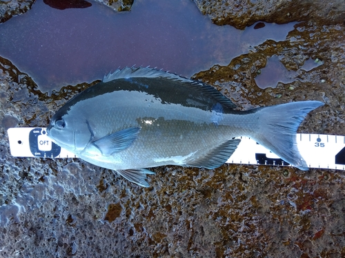 オナガグレの釣果