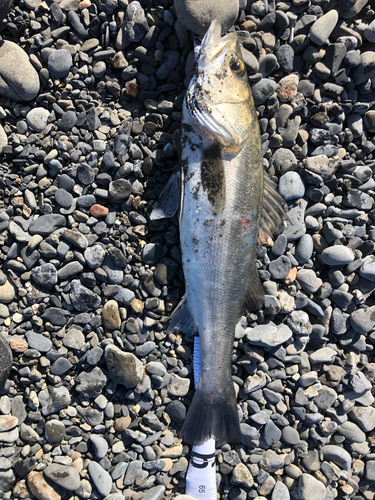 スズキの釣果