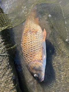 コイの釣果