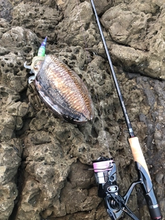 コウイカの釣果