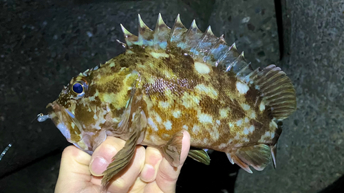 カサゴの釣果