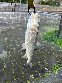 ニゴイの釣果