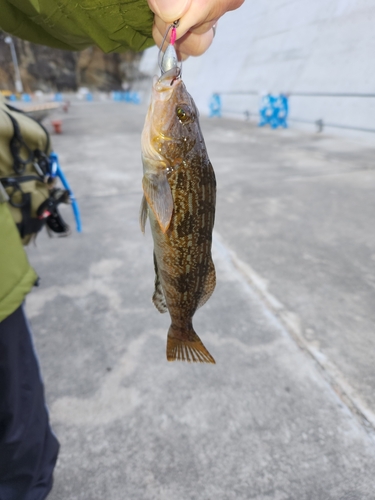 アイナメの釣果