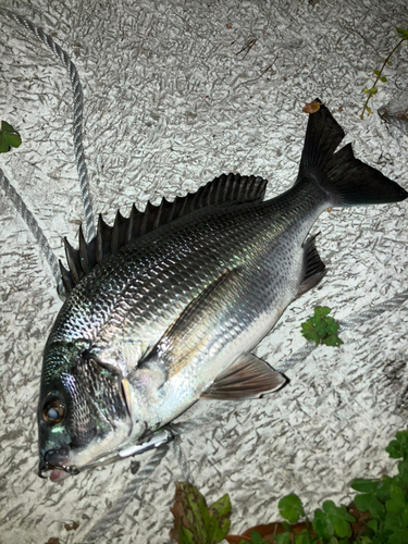 クロダイの釣果