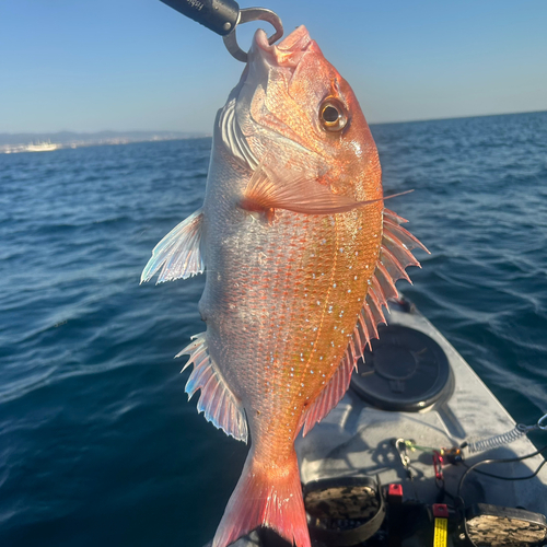 マダイの釣果