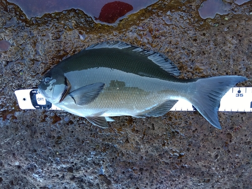 オナガグレの釣果