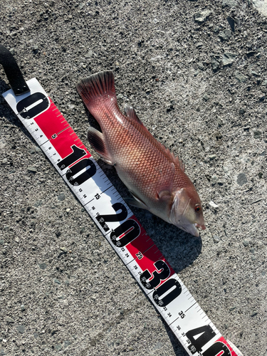 カンダイの釣果