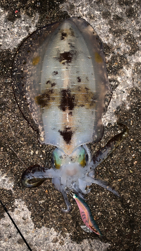 アオリイカの釣果