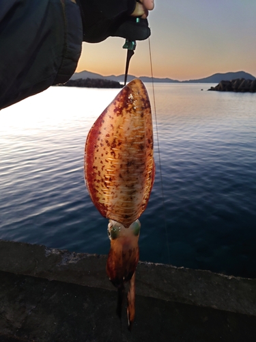 アオリイカの釣果