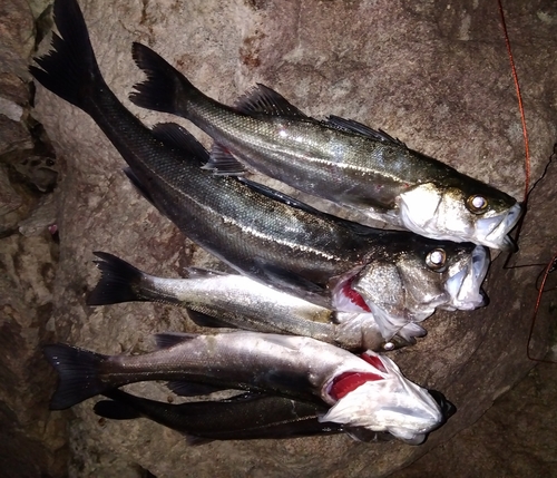 シーバスの釣果