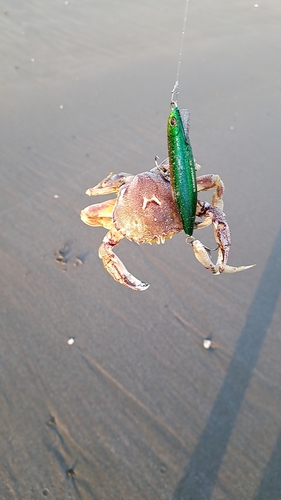 カニの釣果