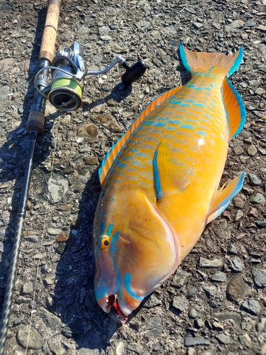 ヒブダイの釣果