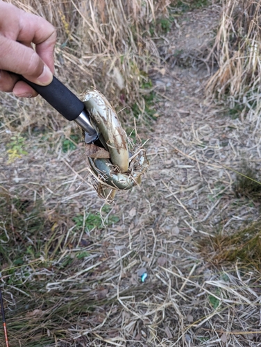 ウナギの釣果