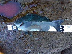 クチブトグレの釣果