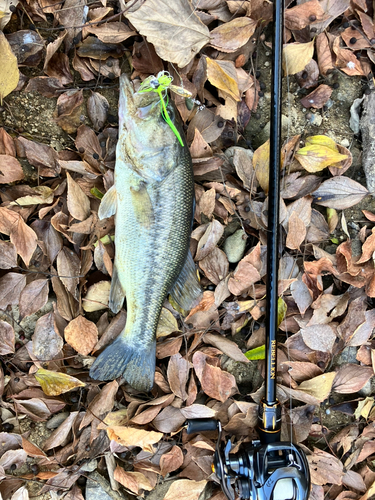 ブラックバスの釣果